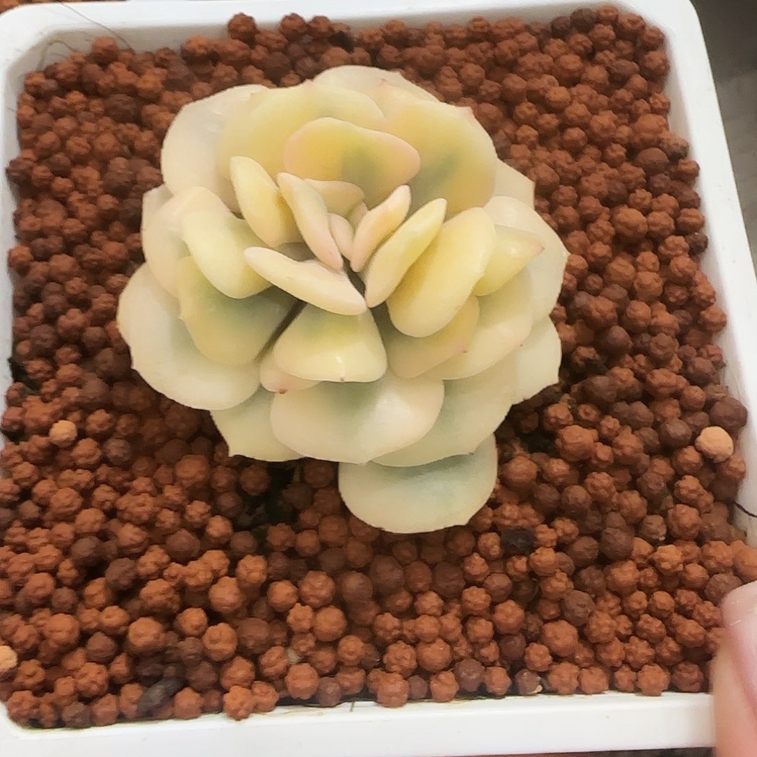 血精灵锦多肉植物