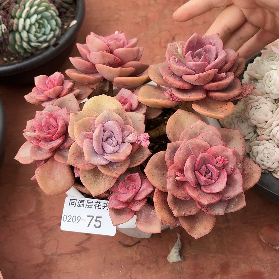 米*丫同温层多肉琉璃盏75