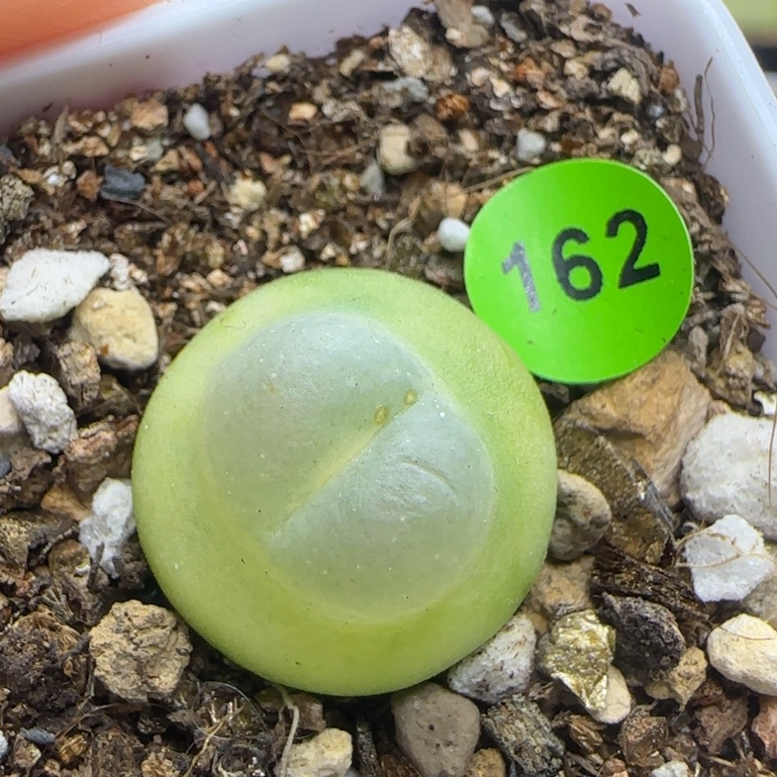 嘟嘟嘴拉登1.7+多肉植物162