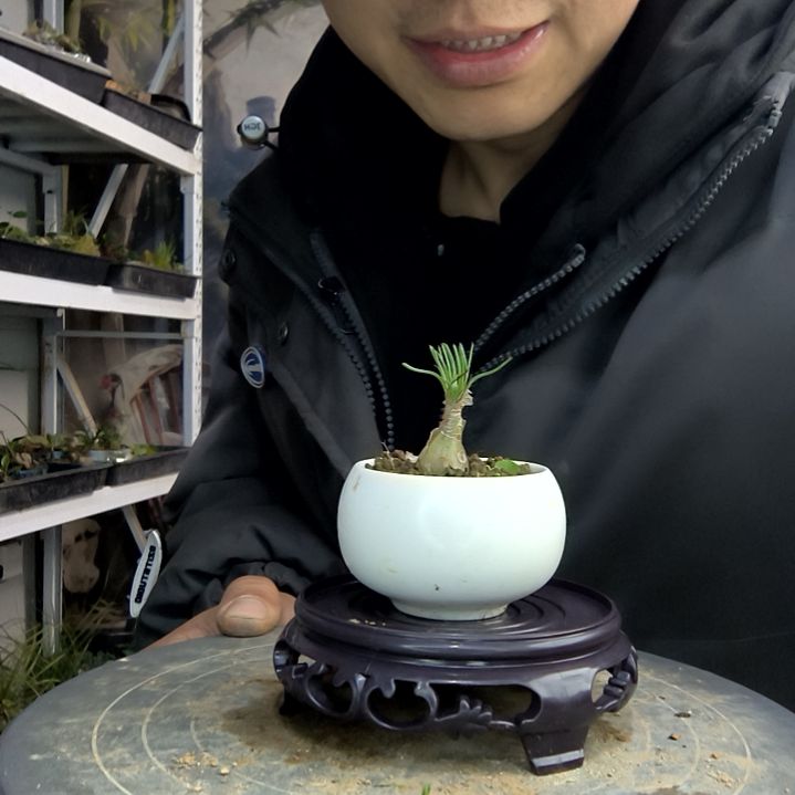 饭***位小盆景小植物一物一拍36