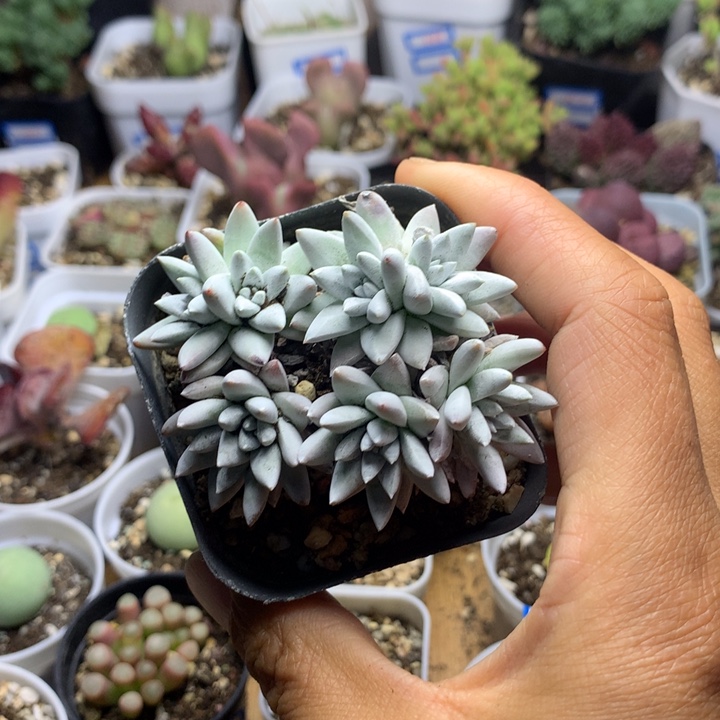 1061 白菊多肉植物