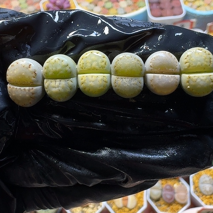 生石花1111222。   175