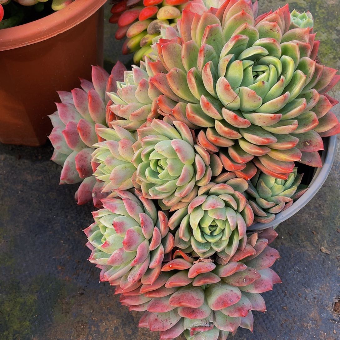 红女巫19.8多肉群生