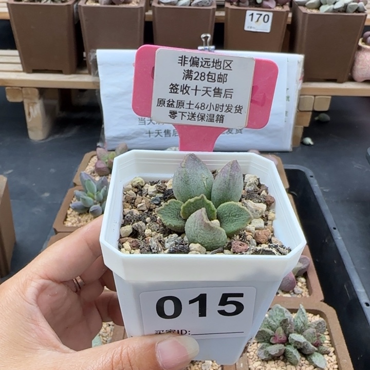 P***0015实生多肉的植物