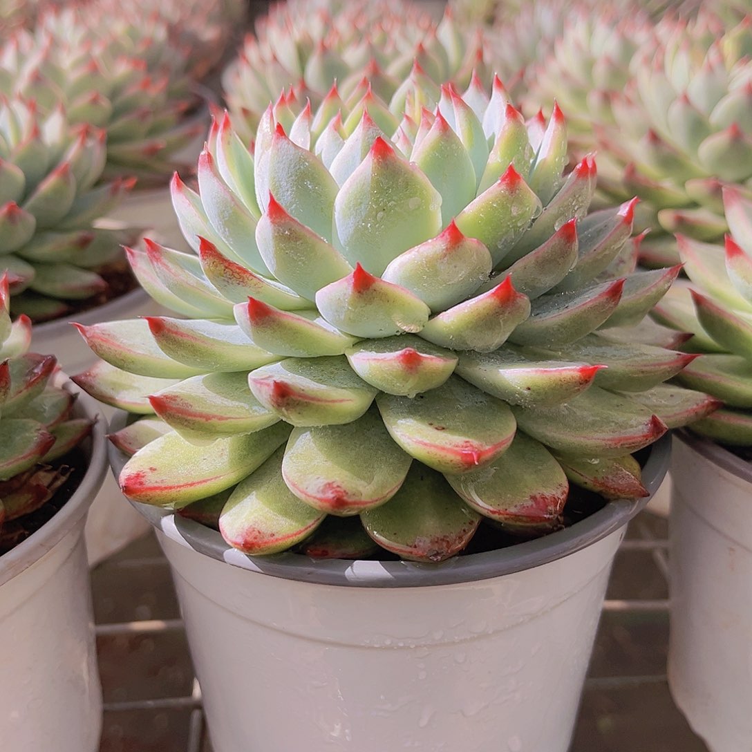 桃夭12公分9999999999