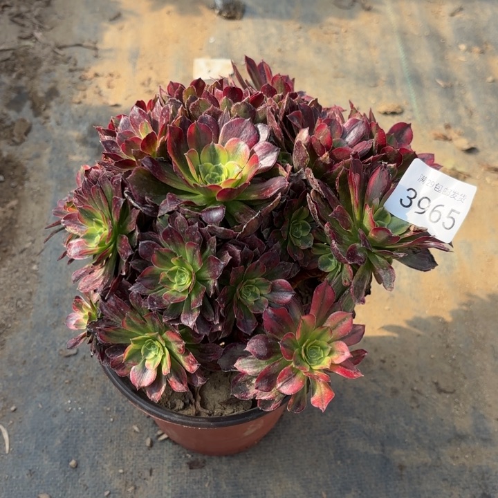 安娜锦多肉法师3965