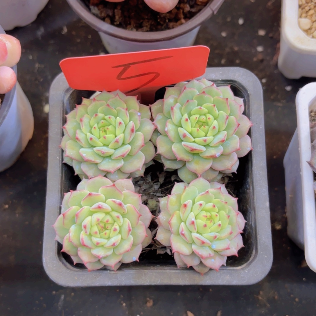 J***嘉云南金致家精品炖肉