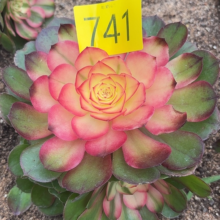 哈哈多肉葡萄福利来741