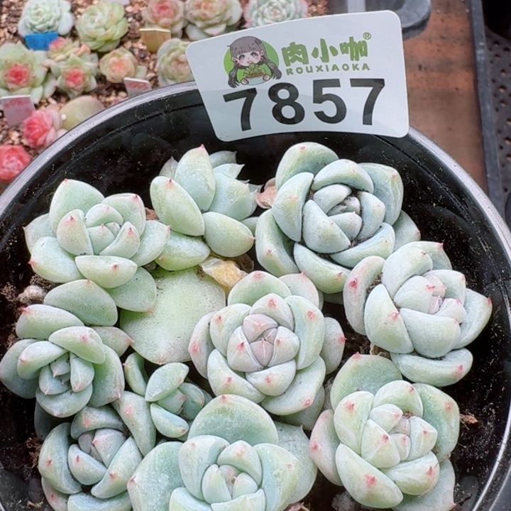 多肉植物多肉植物