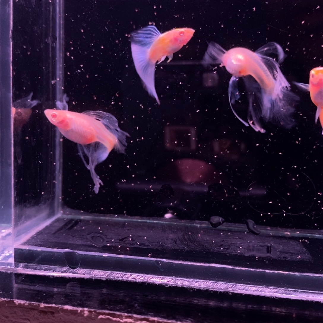 孔雀鱼蓝白绒球两对
