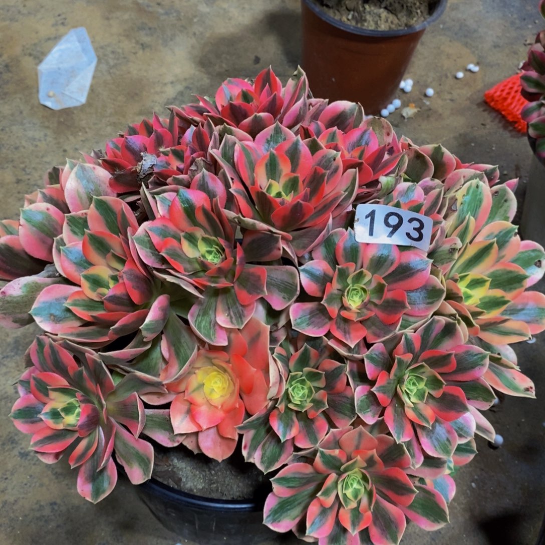 女妖丛林的法师193多肉