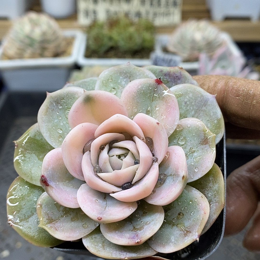 01185 蓝色惊喜锦