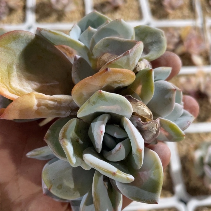 4头无砍韩版奶茶瑕疵福利