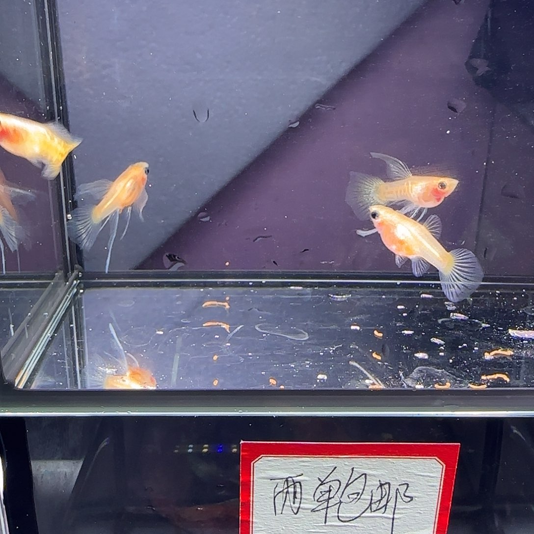 孔雀鱼黄蕾丝玻璃猫大c四条