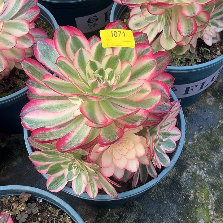 荔枝多肉植物嫩庄1071