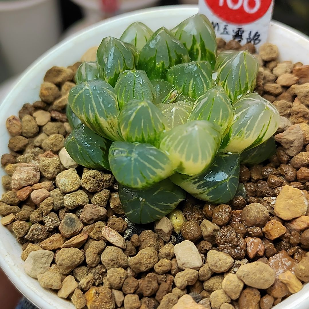 488号 5厘米左右一物一拍带盆