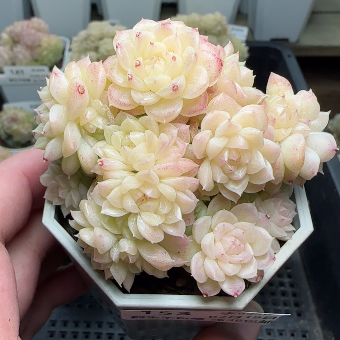 0219-153（FM-8-1）