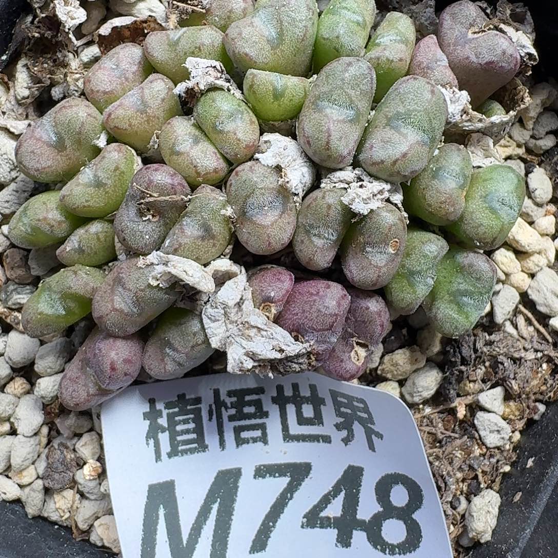 多肉植物的润泽gbnn