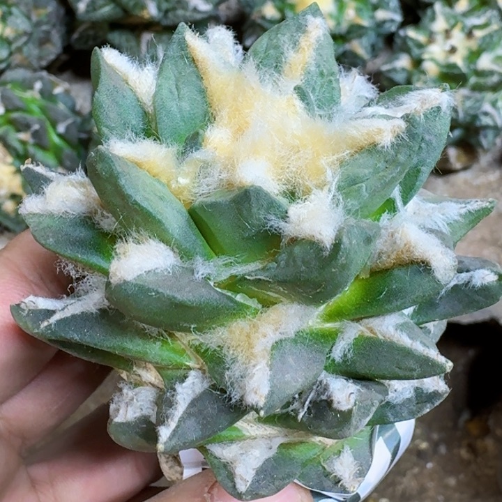 玩****！福利苗接黑牡丹龙角797