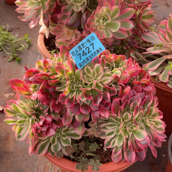 女巫缀7427多肉植物