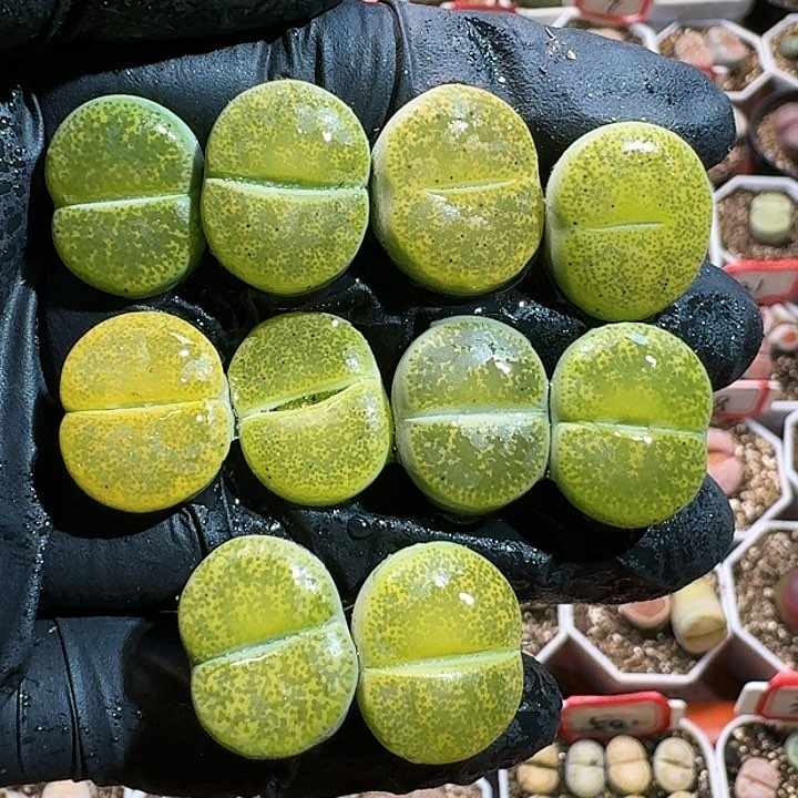 生石花12554。  91