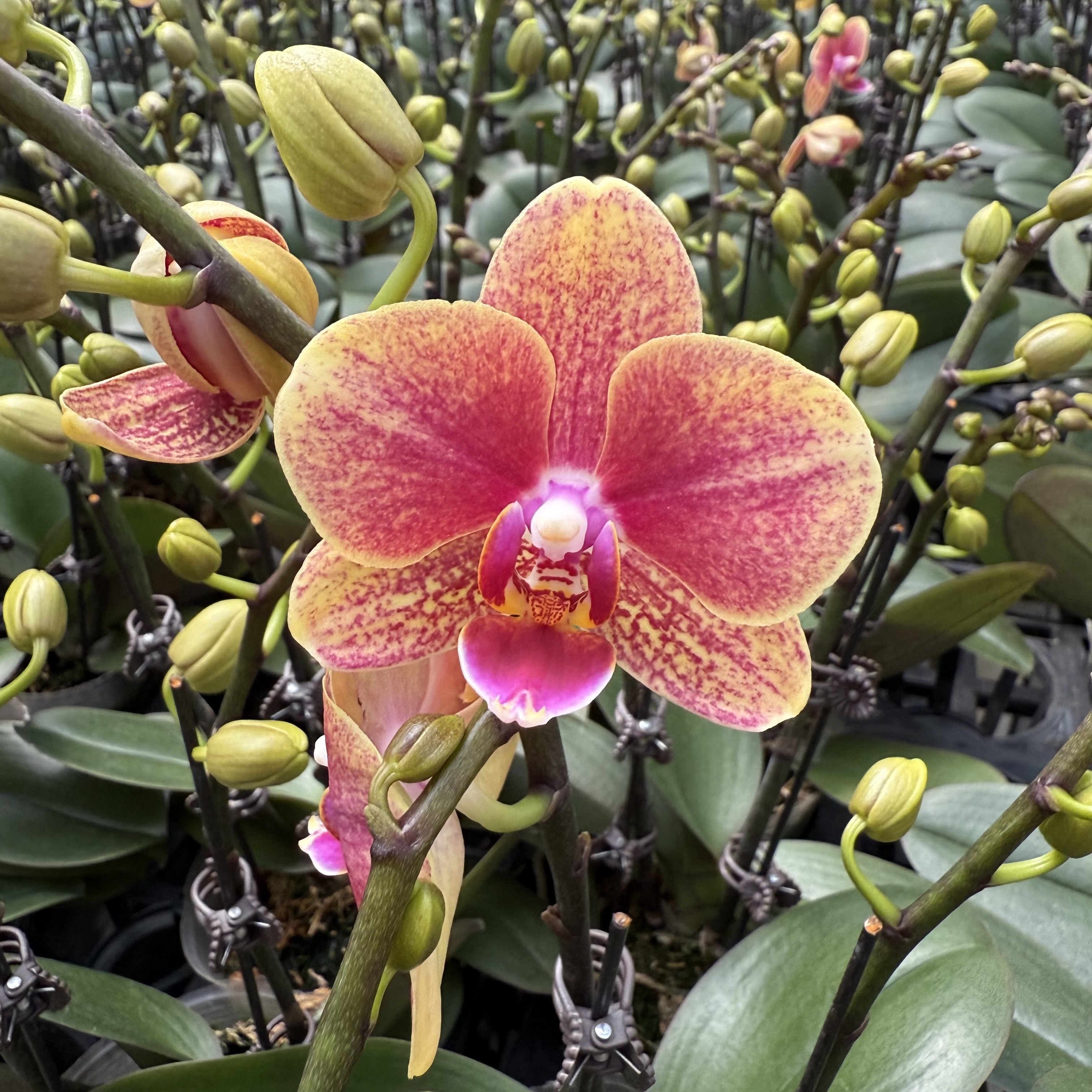 精选蝴蝶兰【金蝶2】聚宝盆爆款年宵花 室内花卉绿植 基地直发