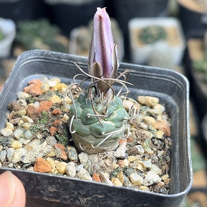 狂刺乌城丸娇丽实生球2公分