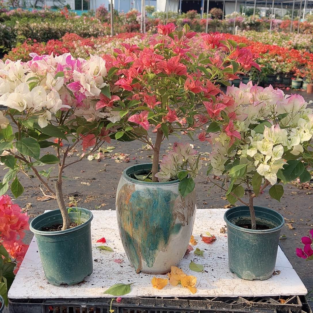 大部分花苞少量开放漳红樱，酒红，绿樱组合