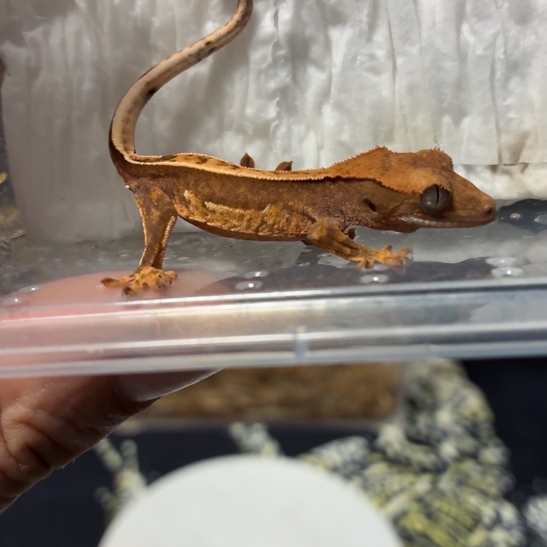 睫角守宫睫角守宫可爱入门