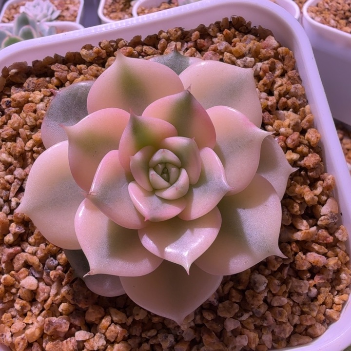 贝加尔湖锦，多肉锦