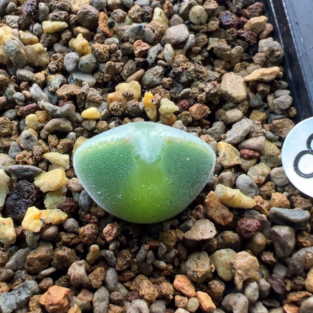 87多肉单头优选猫耳空蝉一棵特