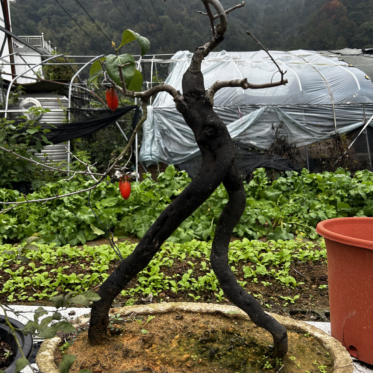 花卉绿植盆栽园艺【直播间素材】