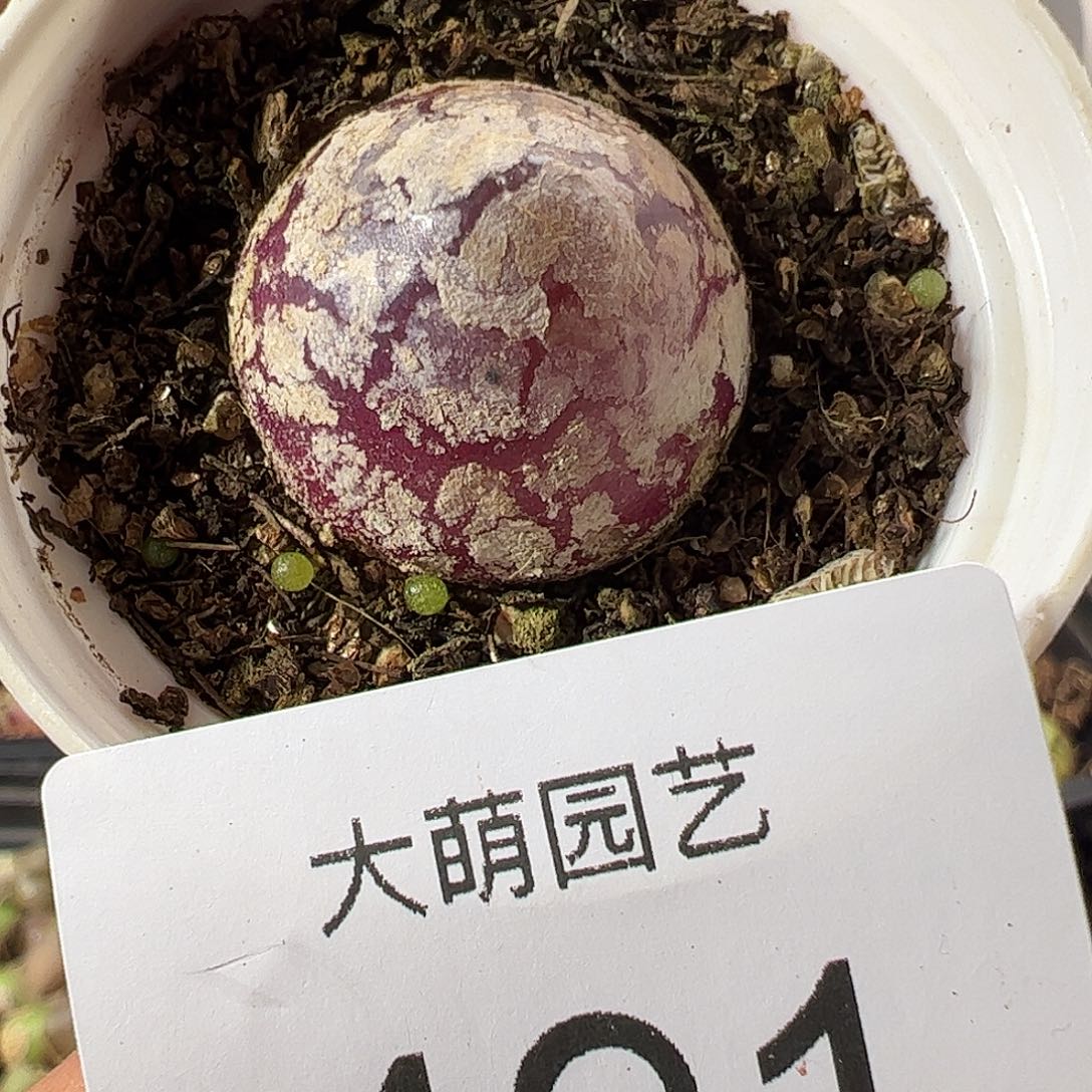 一物一拍。带盆土发。491