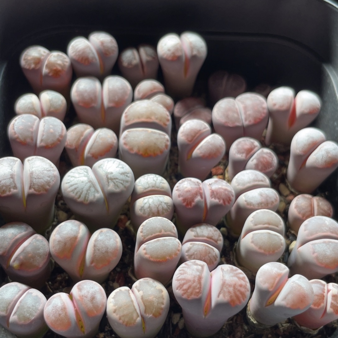 大盆特价一物一拍～23