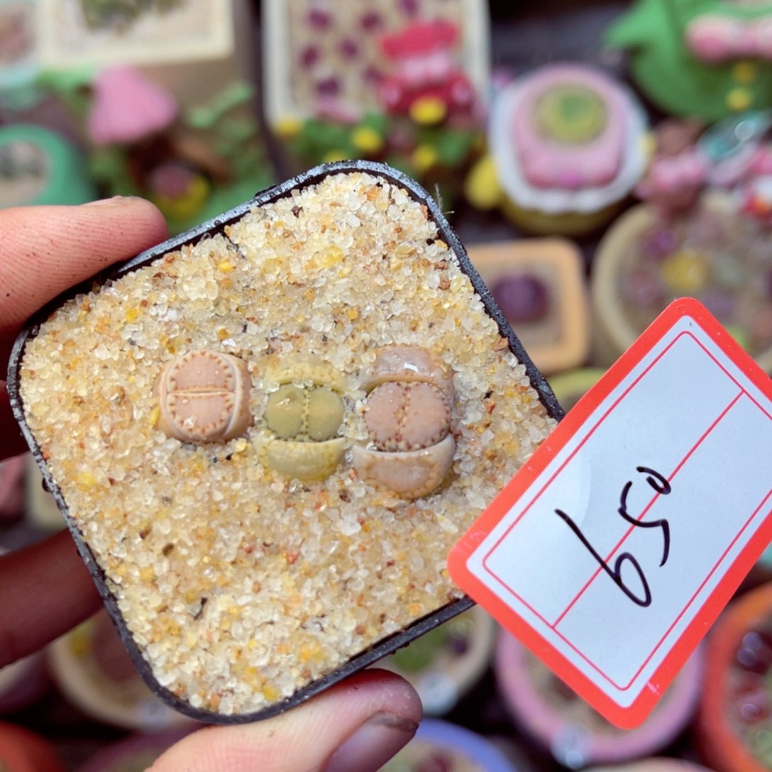 650生石花带盆发