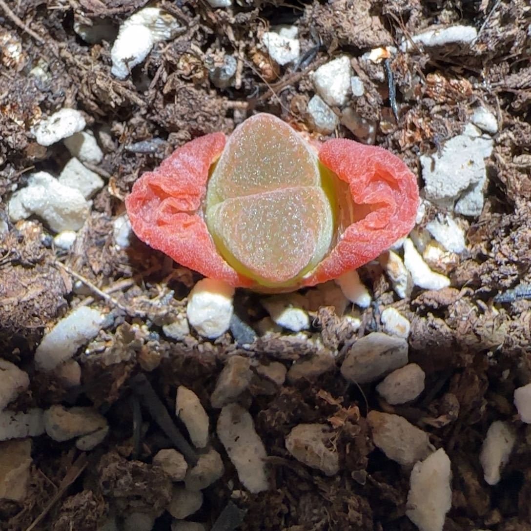 肉锥多肉植物百科-矮胖红体785