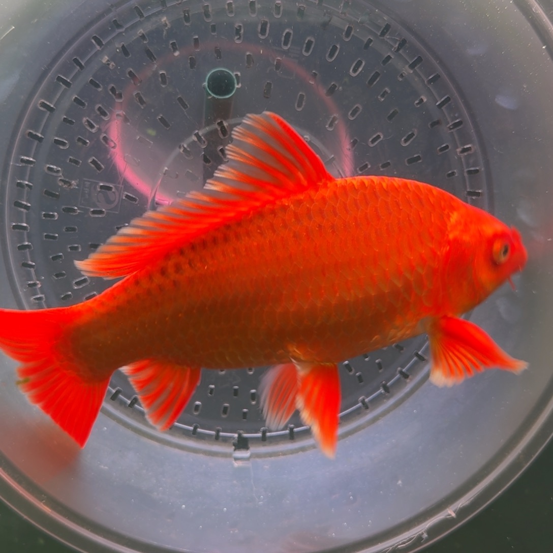 中国大陆红色蝴蝶鲤