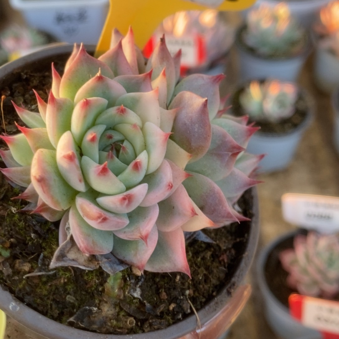 240吉娃娃锦锦锦锦锦