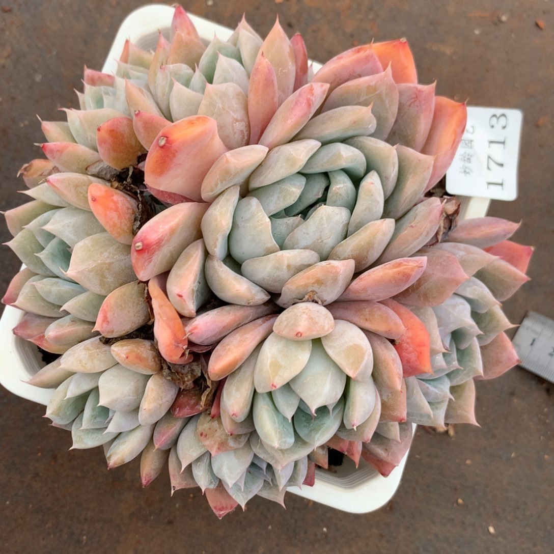 1713杂交精品基地15厘米