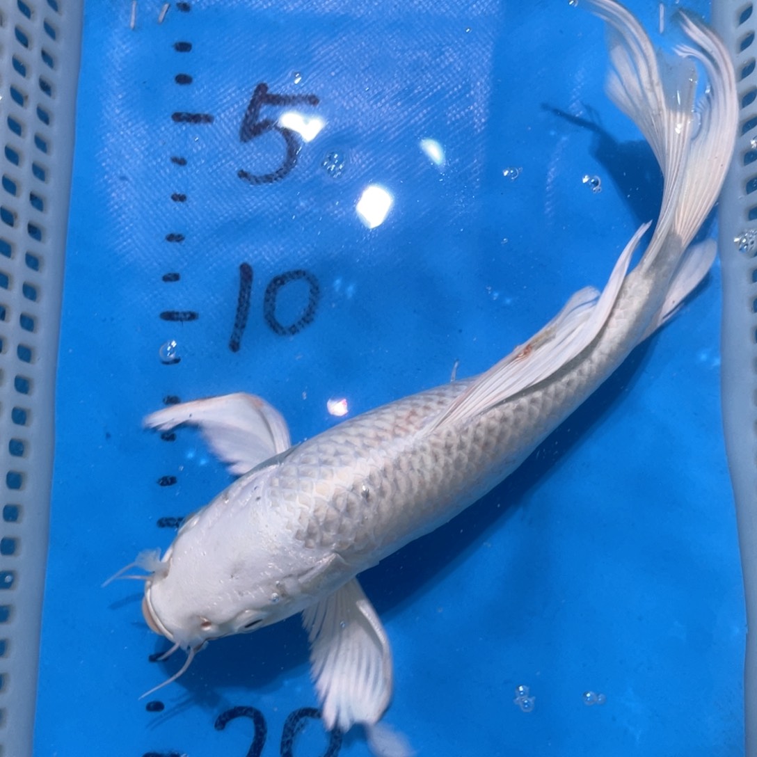 锦鲤蝴蝶鲤鱼包邮蝴蝶