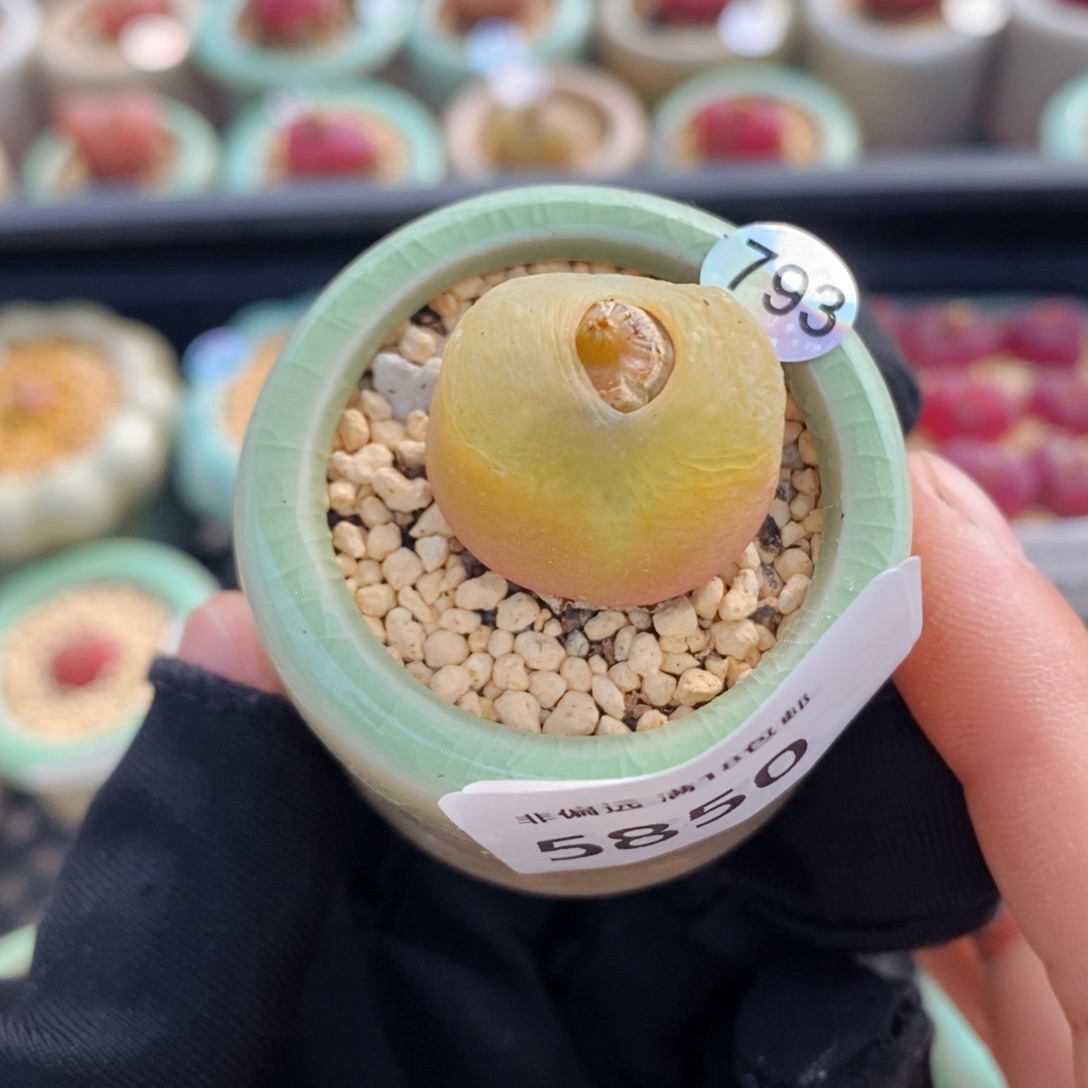 5850--一物一拍 带盆