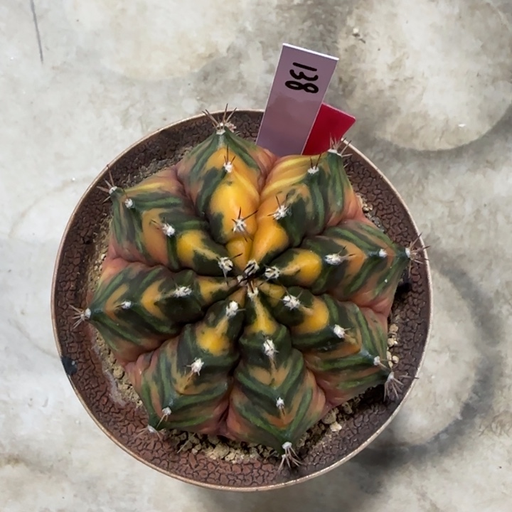 泰国米哈138-0124实生