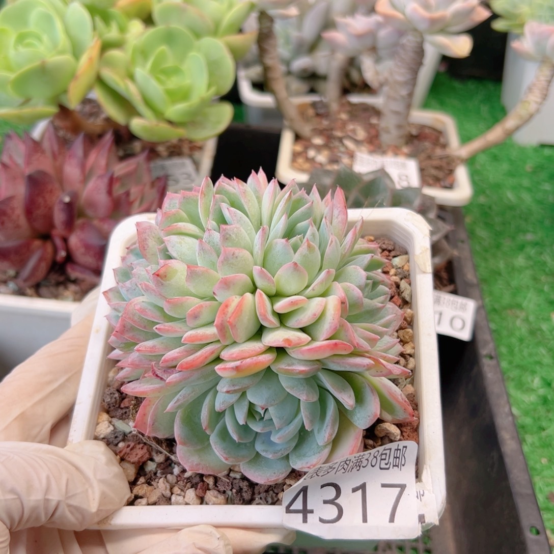 无花朵多肉一物一拍植物4317