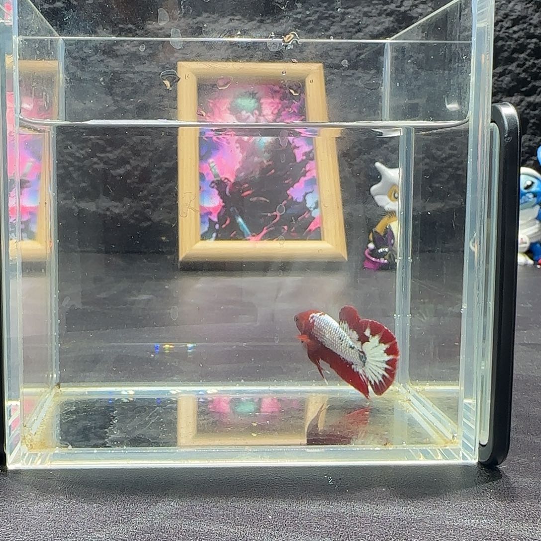 斗鱼十二月二十五日