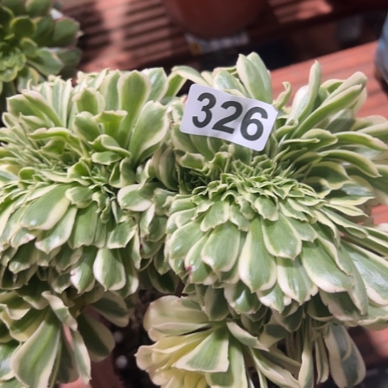 顺***8多肉植物一个迈巴赫