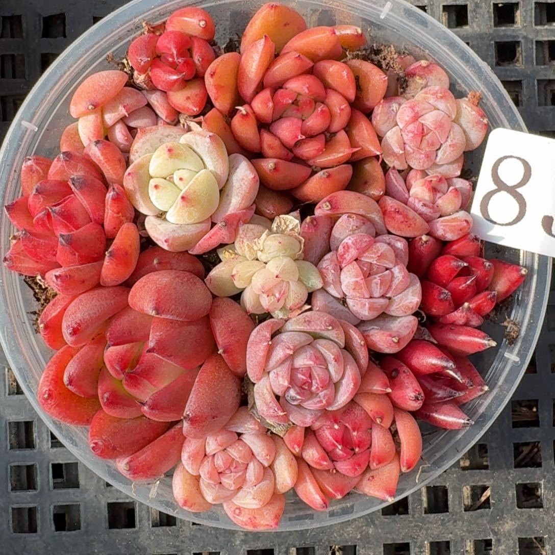 多肉植物多肉植物831