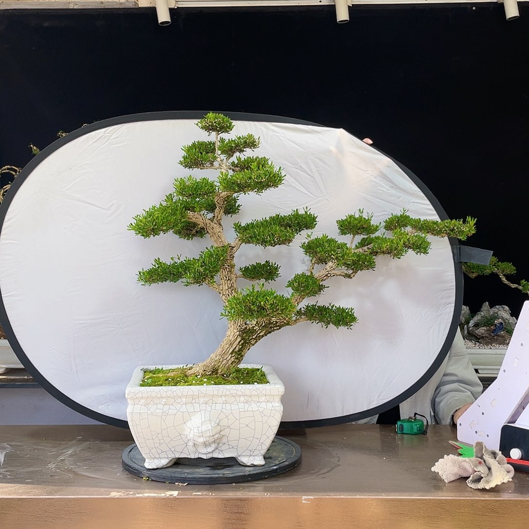 完全开放黄杨盆景四季常青