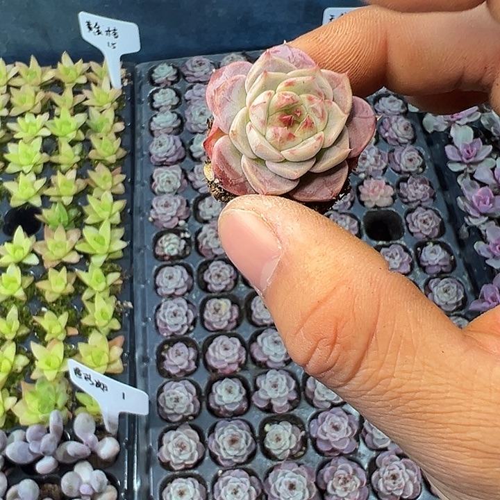 天鹅绒 满10颗包邮