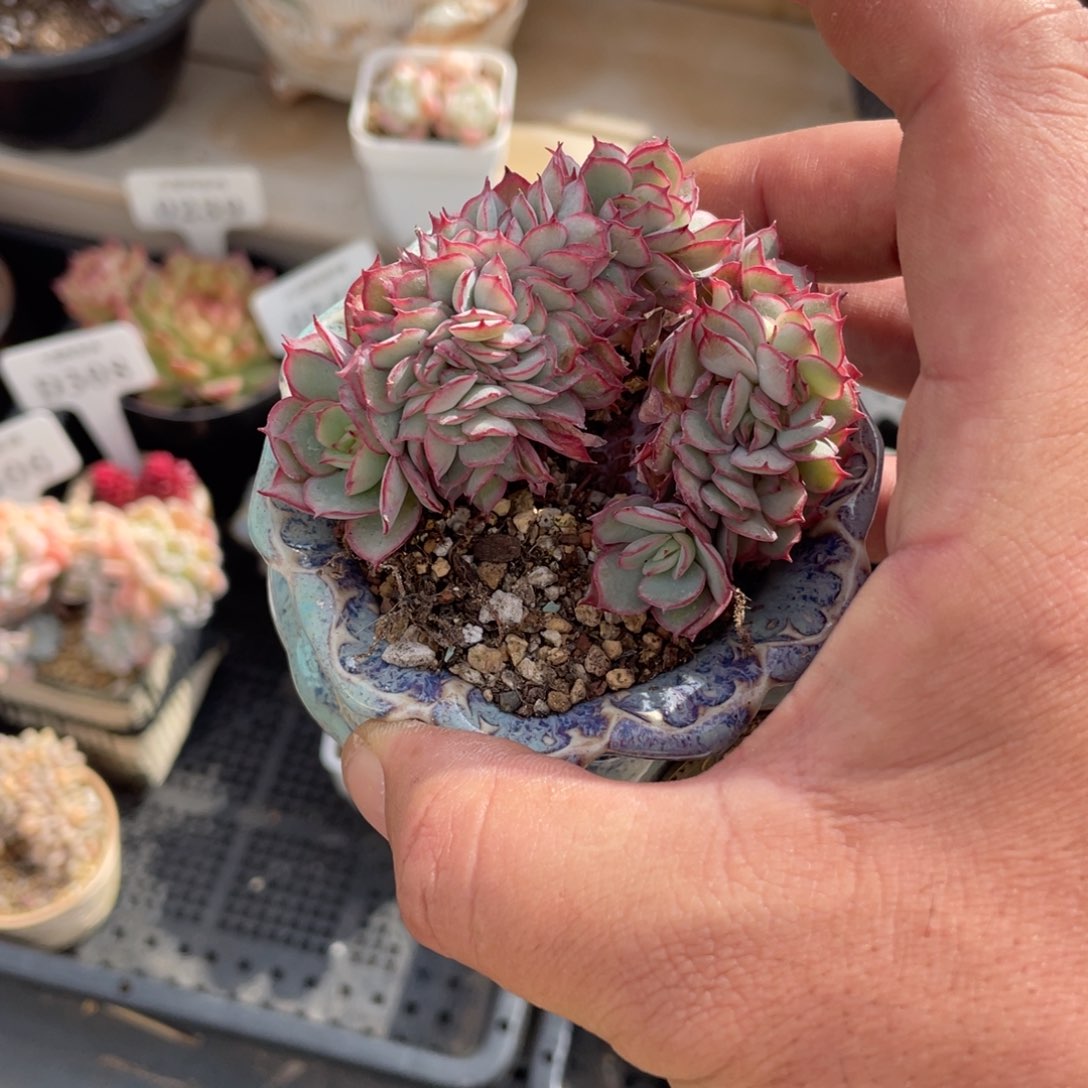 ?****猫牡丹亭缀啦啦啦啦啦