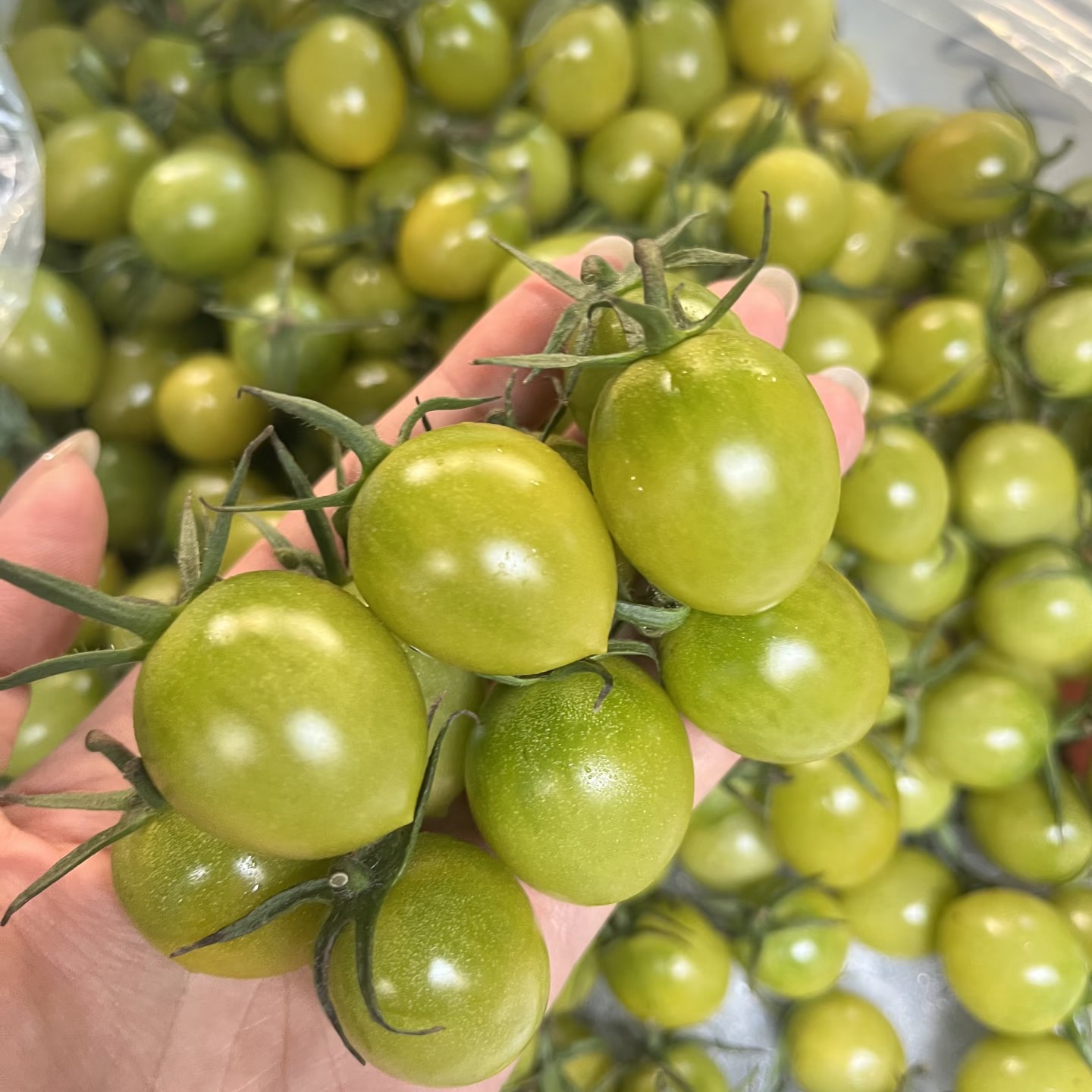 小青田柿子一盒一斤千禧圣女果北京市